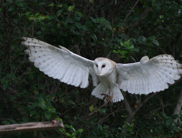 Barn_Owl_Flight_4_by_NefaroStock