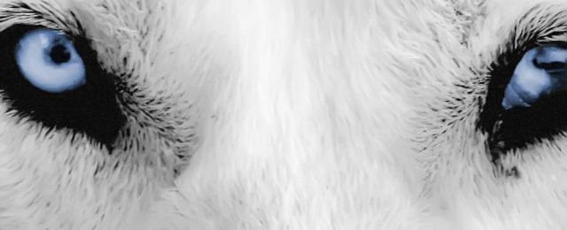 White Wolf, Blue Eyes