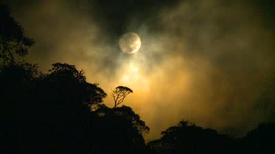 Full Moon In Jungle